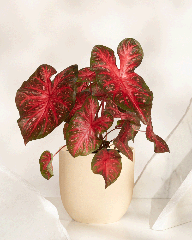 Ein Caladium „Red Flash“ mit großen, herzförmigen Blättern mit leuchtend roten Zentren und grünen Rändern wird vor einem neutralen Hintergrund mit marmorartigen weißen Akzenten präsentiert.