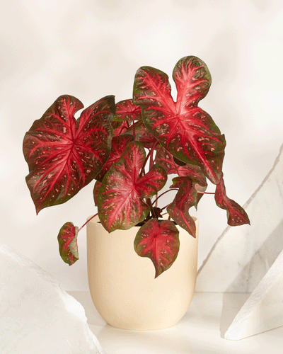 Ein Caladium „Red Flash“ mit großen, herzförmigen Blättern mit leuchtend roten Zentren und grünen Rändern wird vor einem neutralen Hintergrund mit marmorartigen weißen Akzenten präsentiert.