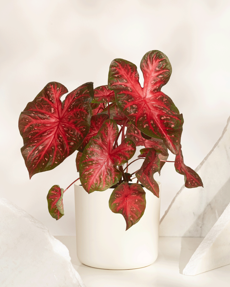 Eine leuchtende Caladium 'Red Flash' mit großen, herzförmigen roten, rosa und grünen Blättern steht in einem weißen Topf auf einer hellen Oberfläche, umgeben von marmorartigen Objekten. Auch Buntwurz oder Kaladie genannt.