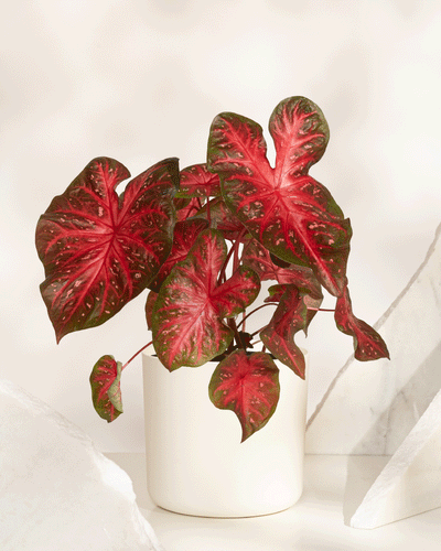 Eine leuchtende Caladium 'Red Flash' mit großen, herzförmigen roten, rosa und grünen Blättern steht in einem weißen Topf auf einer hellen Oberfläche, umgeben von marmorartigen Objekten. Auch Buntwurz oder Kaladie genannt.