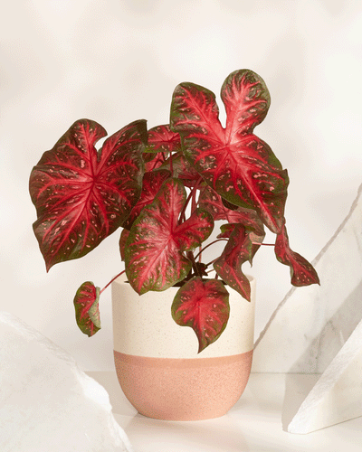 Eine Caladium „Red Flash“ im Topf zeigt ihre leuchtend roten, herzförmigen Blätter mit grünen Rändern auf einer weißen Oberfläche und einem strukturierten weißen Dekor im Hintergrund.