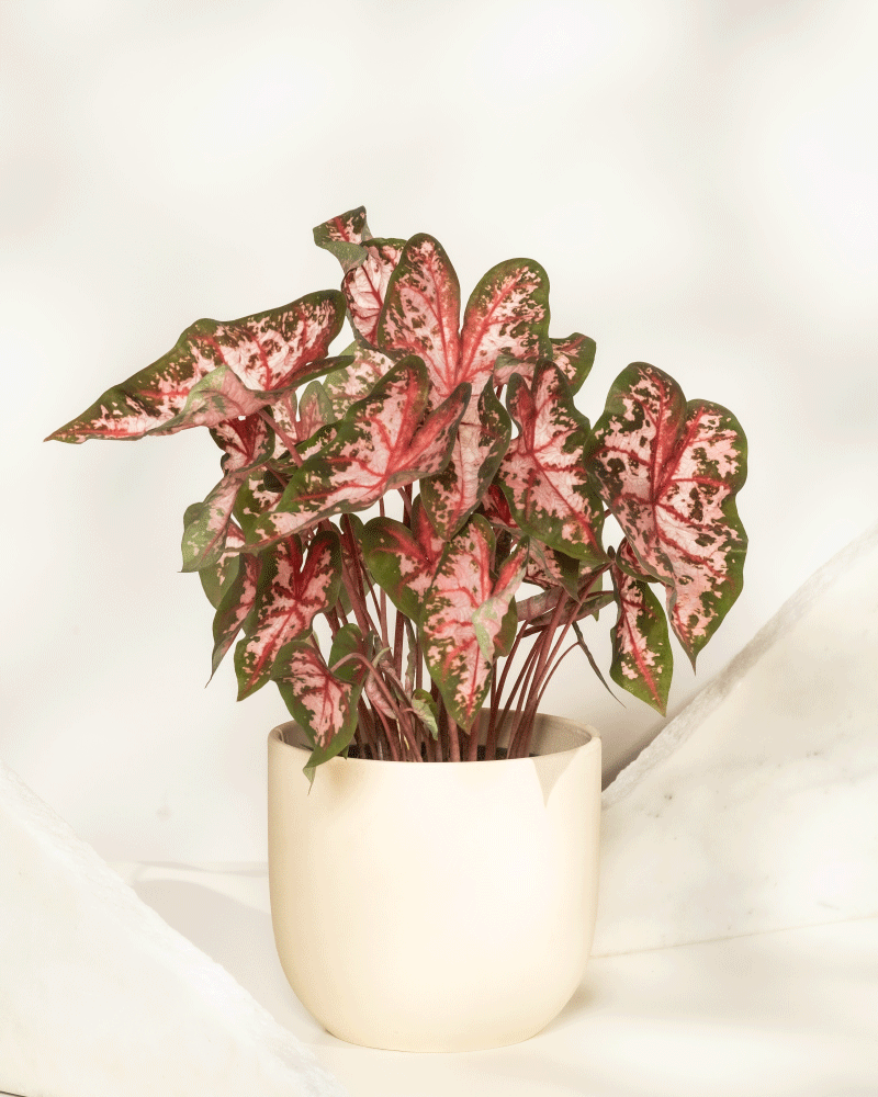 Das Caladium 'Roze' mit seinen großen herzförmigen Blättern mit rosafarbener Mitte und grünem Rand steht in einem cremefarbenen Topf vor einem hellen, neutralen Hintergrund.