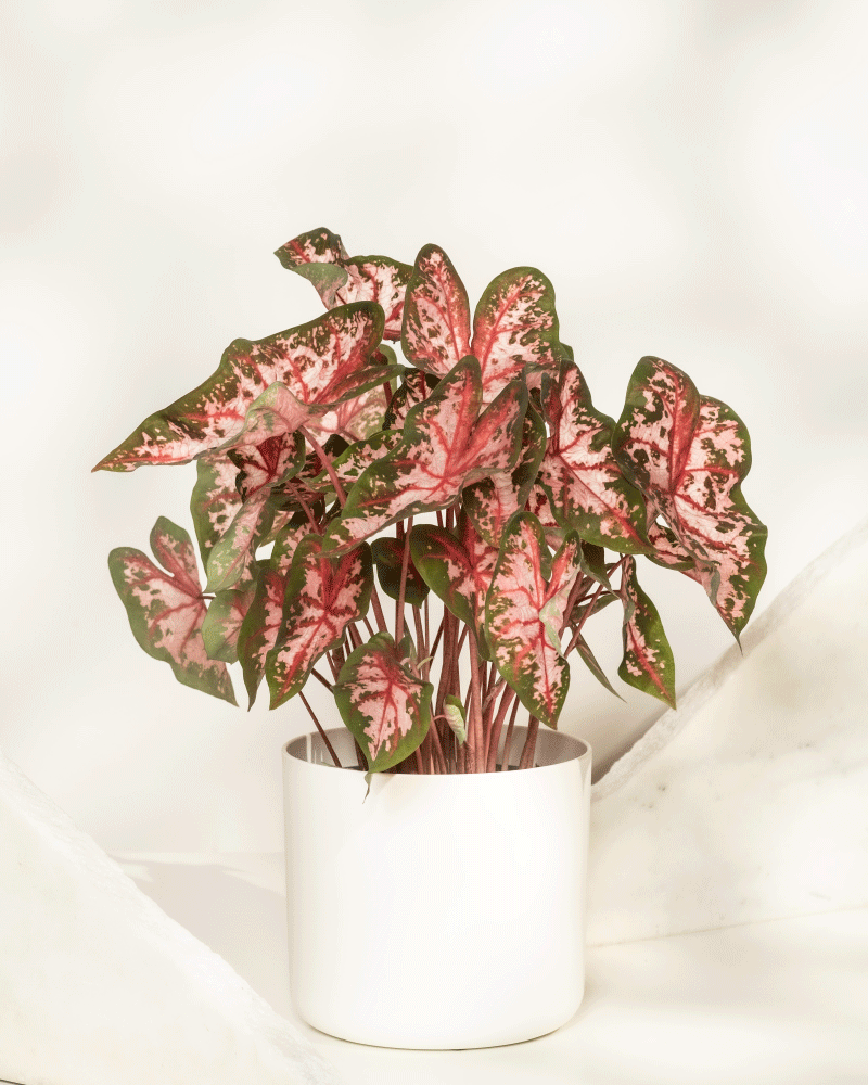 Ein getöpfertes Caladium 'Roze', das für seine grün und rosa panaschierten, pfeilförmigen Blätter bekannt ist, steht in einem einfachen weißen Topf vor einem sanft verschwommenen, hellen Hintergrund.
