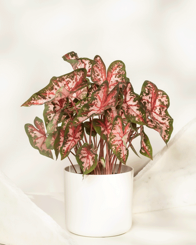Ein getöpfertes Caladium 'Roze', das für seine grün und rosa panaschierten, pfeilförmigen Blätter bekannt ist, steht in einem einfachen weißen Topf vor einem sanft verschwommenen, hellen Hintergrund.