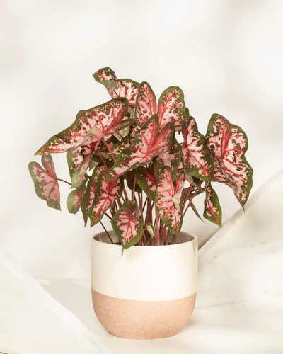 Ein Caladium 'Roze' mit pfeilförmigen Blättern - in der Mitte rosa, am Rand grün - steht in einem cremefarbenen und hellbraunen Keramiktopf vor einem weichen, hellen Hintergrund.