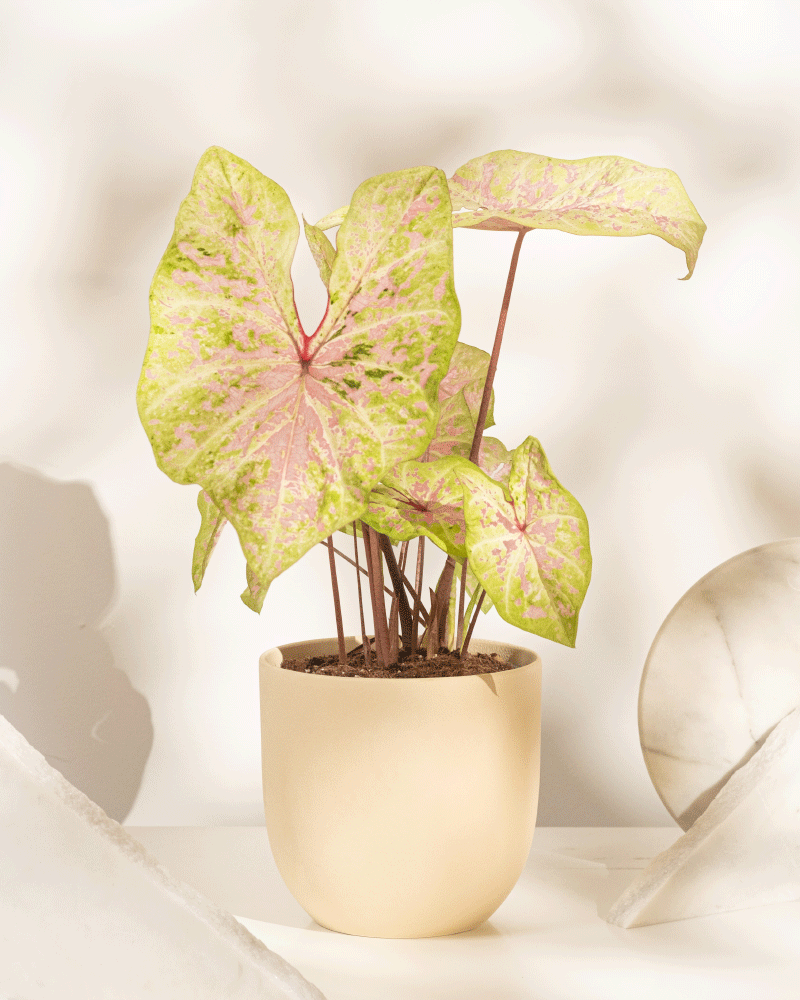Caladium 'Seafoam Pink'