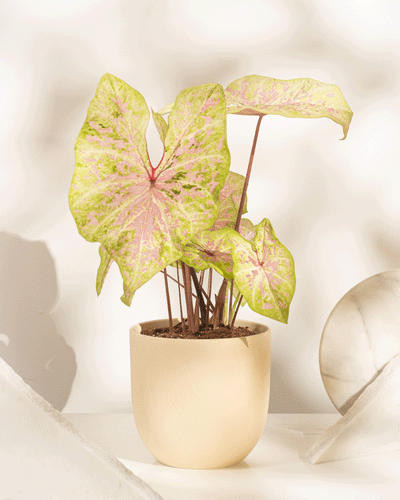Caladium 'Seafoam Pink'