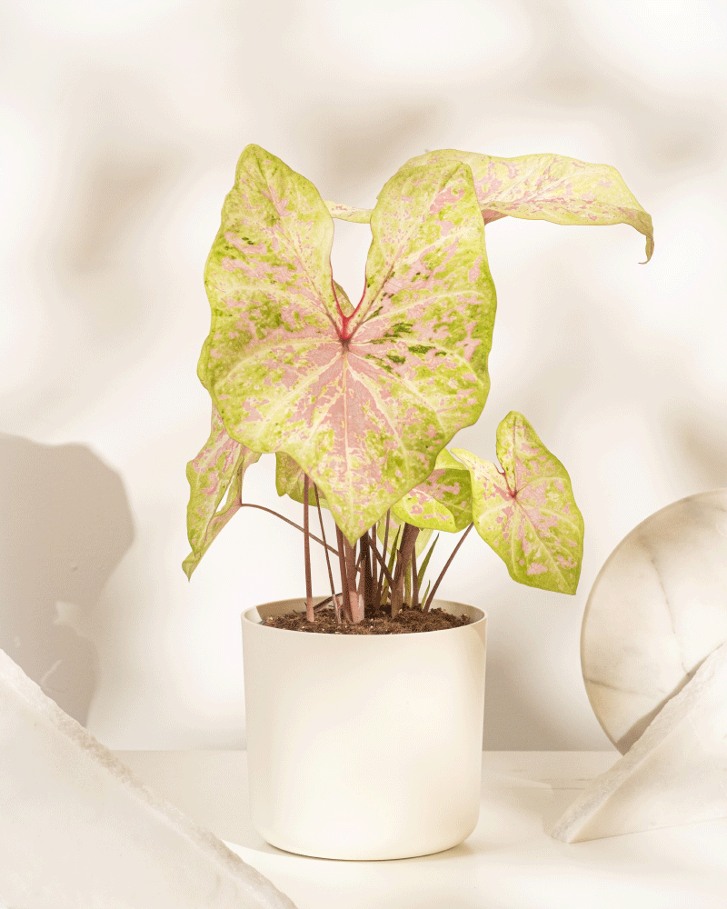 Caladium 'Seafoam Pink'