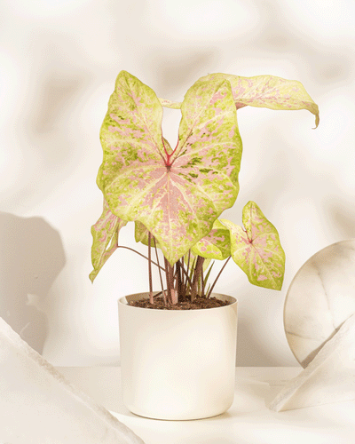 Caladium 'Seafoam Pink'