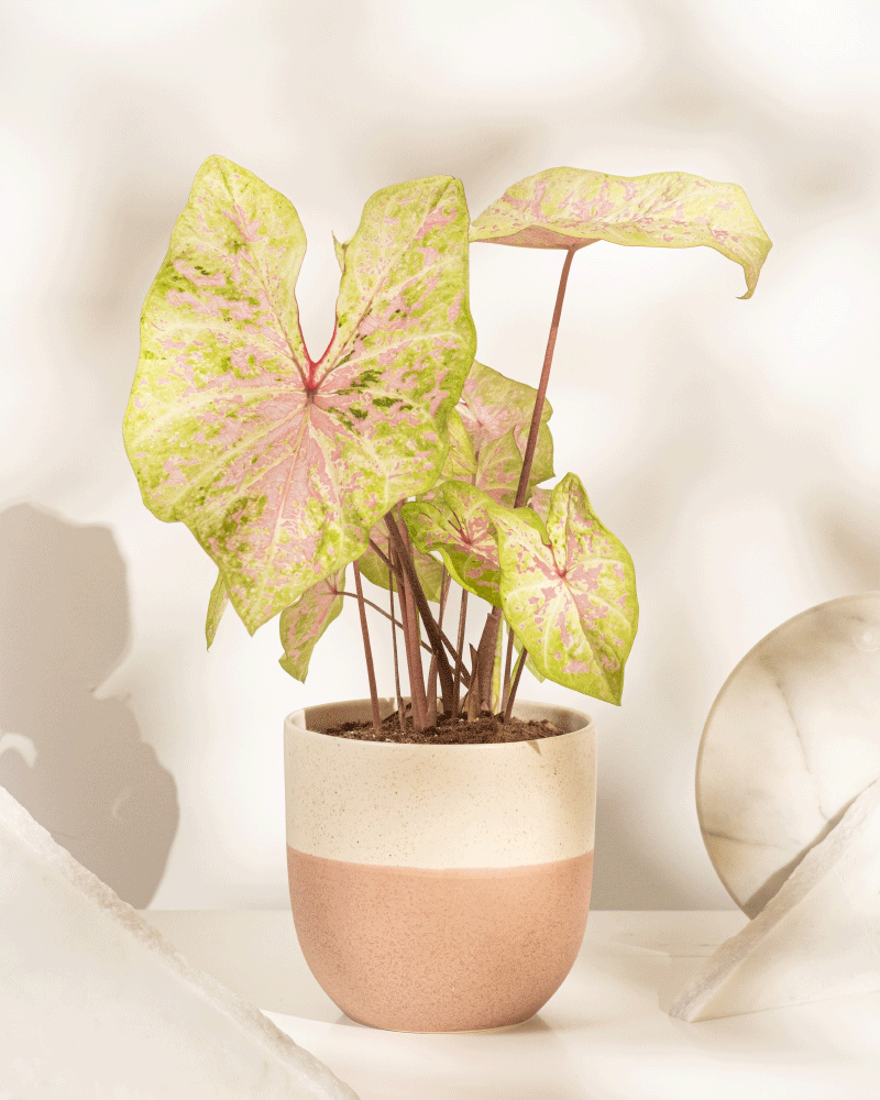 Caladium 'Seafoam Pink'