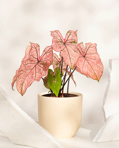 Eine Caladium „Spring Fling“ mit auffälligem rosa und grün geädertem Laub steht in einem beigen Keramiktopf zwischen weißen strukturierten Platten auf hellem Hintergrund – ein lebendiges Highlight für jede Pflanzensammlung.