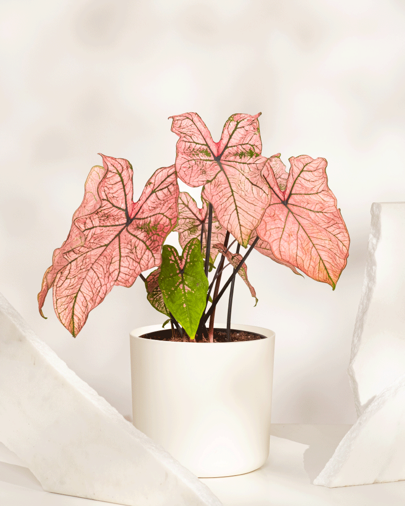 Eine Caladium „Spring Fling“ mit großen, rosa und grünen herzförmigen Blättern sitzt zwischen zwei gezackten weißen Marmorplatten vor einem weichen, neutralen Hintergrund – eine auffällige Ergänzung für jede Pflanzensammlung.