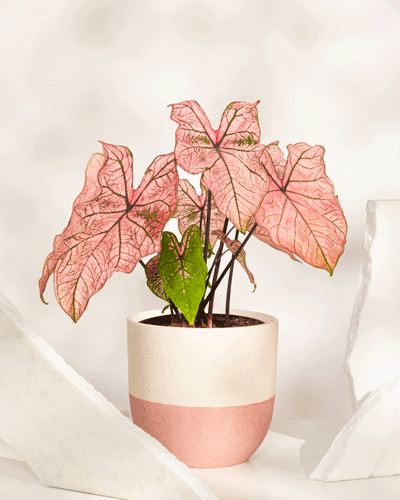 Ein Caladium „Spring Fling“ mit großen rosa geäderten Blättern und etwas grünem Laub sitzt zwischen zwei weißen, unregelmäßigen Steinen auf einer weißen Oberfläche – eine auffällige Ergänzung für jede Pflanzensammlung.
