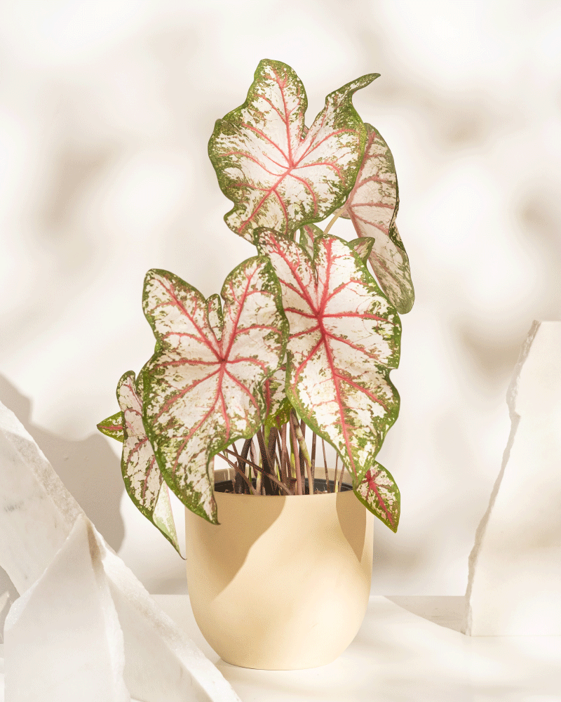 Caladium 'Tapestry'