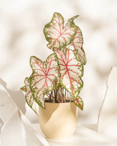 Caladium 'Tapestry'