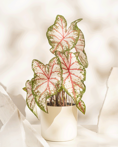 Caladium 'Tapestry'