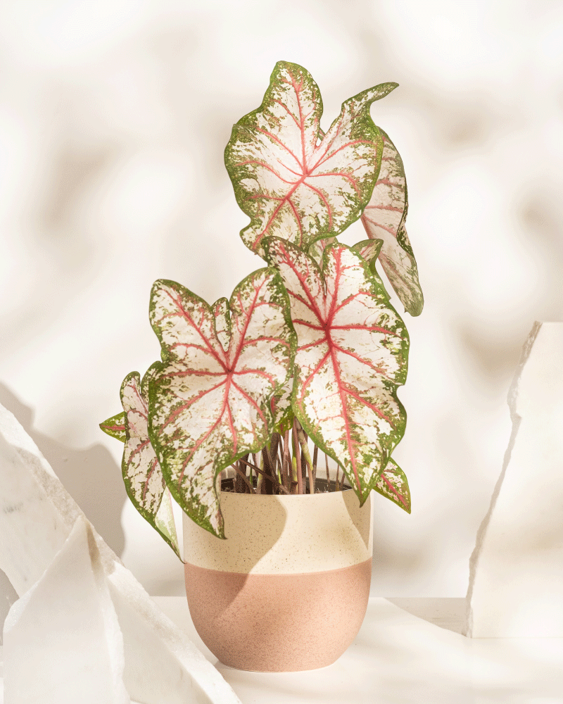 Caladium 'Tapestry'
