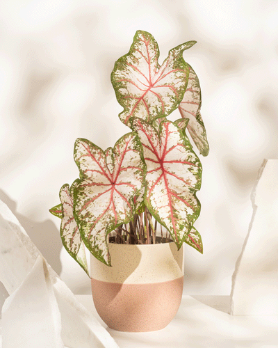 Caladium 'Tapestry'