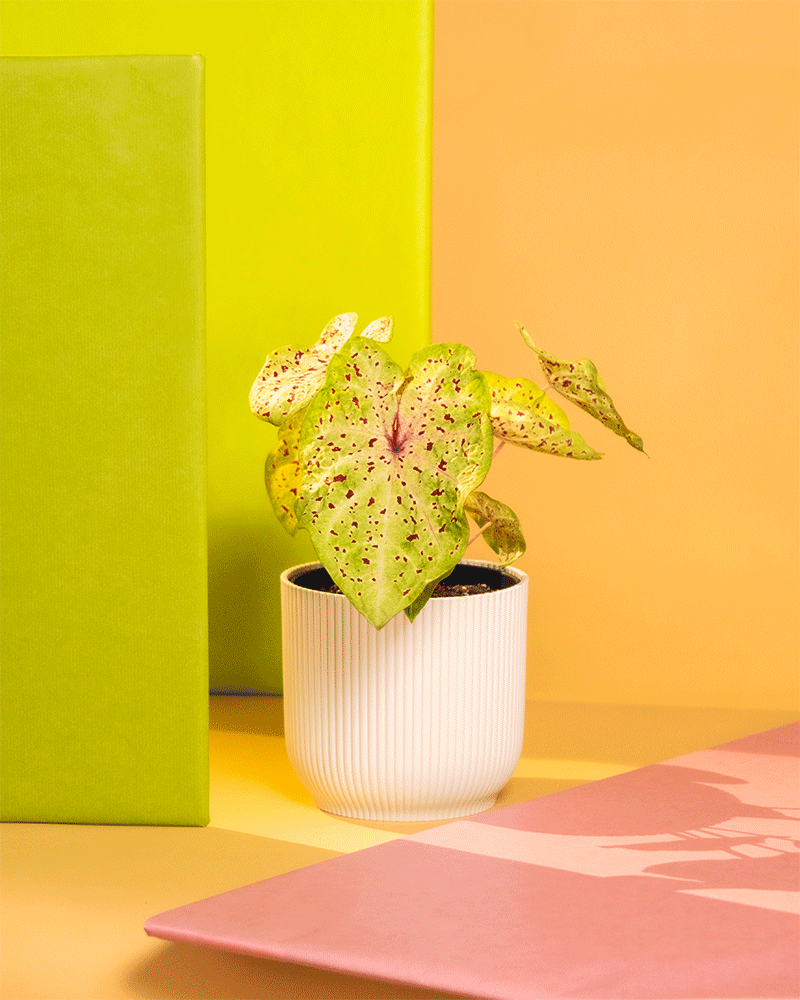 Caladium 'Miss Muffet' in Kunststofftöpfen
