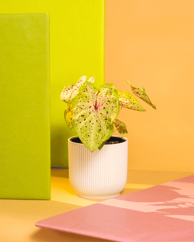 Caladium 'Miss Muffet' in Kunststofftöpfen