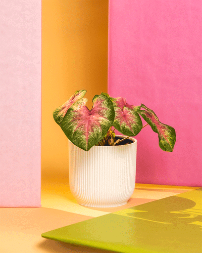 Caladium 'Rosebud' in Kunststofftöpfen