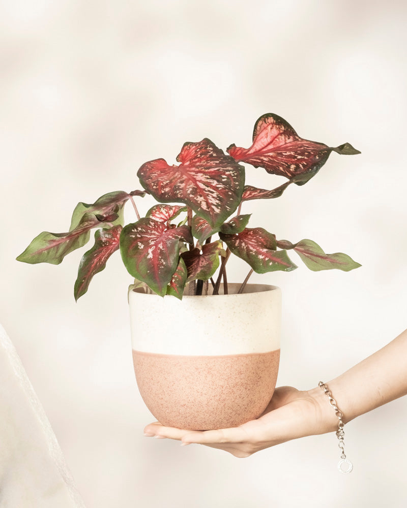 Eine Hand mit einem silbernen Armband hält einen Keramiktopf mit Caladium „Desert Sunset“, der große grüne Blätter mit rosa und roten Adern vor einem weichen, hellen Hintergrund zeigt.