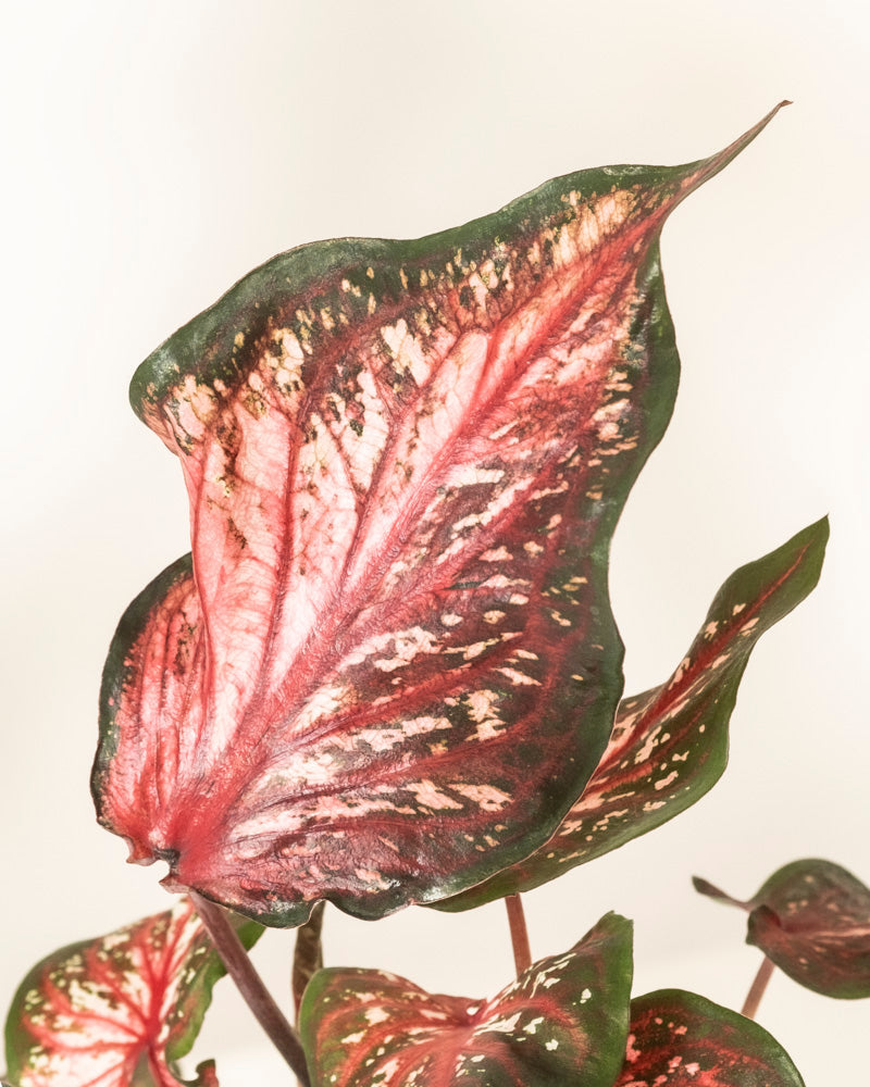 Nahaufnahme eines Caladium-Blattes „Desert Sunset“ mit auffälligen roten und rosafarbenen Adern mit cremefarbenen Sprenkeln und dunkelgrünen Rändern vor einem schlichten hellen Hintergrund.