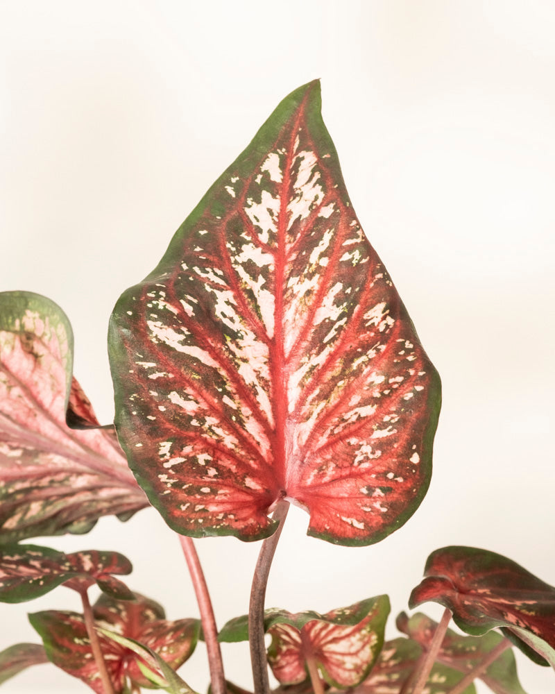 Eine Nahaufnahme eines herzförmigen Caladium-Blattes „Desert Sunset“ zeigt leuchtend rote, grüne und weiße Muster mit markanten Adern, umgeben von ähnlichen Buntwurzblättern vor einem hellen Hintergrund.
