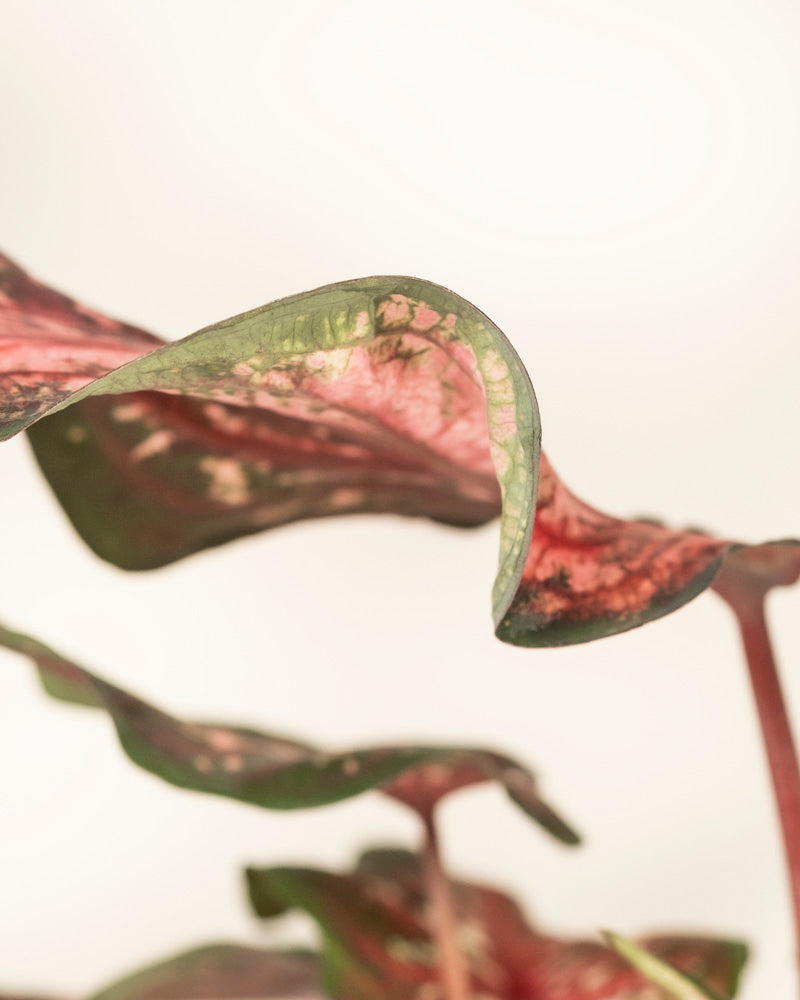 Eine Nahaufnahme von Caladium „Desert Sunset“ zeigt seine gewellten, länglichen Blätter – grün gesäumt und in der Mitte rosa und rot gesprenkelt – vor einem weichen, hellen Hintergrund.