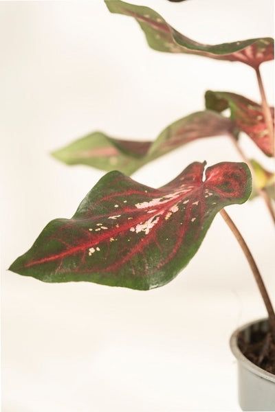 Eine Nahaufnahme von Caladium „Desert Sunset“ in einem Topf hebt seine großen grünen Blätter hervor, die mit leuchtend roten und weißen Streifen verziert sind, während ein leicht unscharfer Hintergrund die farbenfrohen Muster betont, die diese Pflanze zu einem echten Hingucker machen.