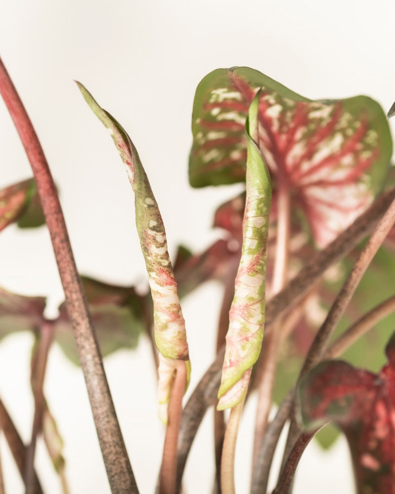 Nahaufnahme der Caladium-Stängel „Desert Sunset“ mit sich entfaltenden neuen Blättern, die eine grün-rosa Panaschierung aufweisen. Im Hintergrund zeigen die reifen, herzförmigen Blätter auffällige Rot- und Grüntöne.