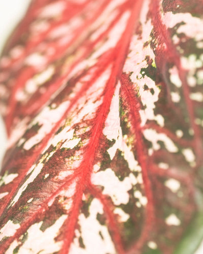 Eine Nahaufnahme von Caladium „Desert Sunset“ zeigt leuchtend rote Adern und eine auffällige Mischung aus rosa, weißen und dunkelgrünen Flecken, die die komplizierten Muster hervorheben, die diese auffällige Buntwurz-Sorte auszeichnen.