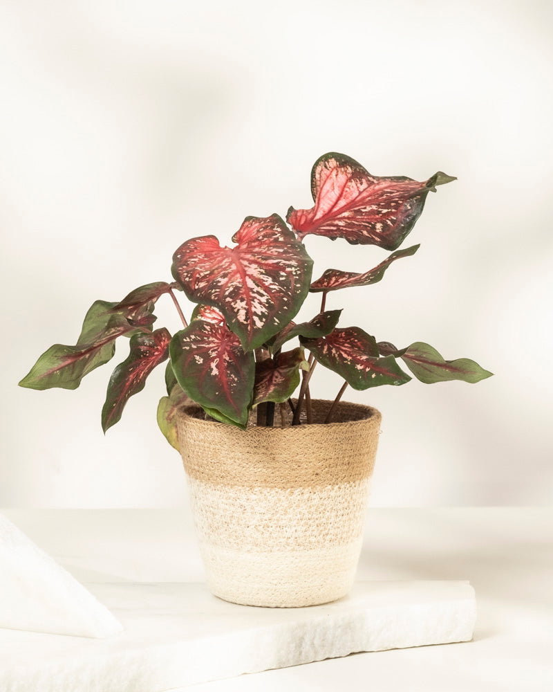 Eine Caladium „Desert Sunset“ mit herzförmigen grünen Blättern, akzentuiert durch rosa und weiße Panaschierung, steht in einem beigefarbenen strukturierten Pflanzgefäß vor einem hellen, neutralen Hintergrund.