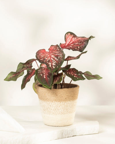 Eine Caladium „Desert Sunset“ mit herzförmigen grünen Blättern, akzentuiert durch rosa und weiße Panaschierung, steht in einem beigefarbenen strukturierten Pflanzgefäß vor einem hellen, neutralen Hintergrund.