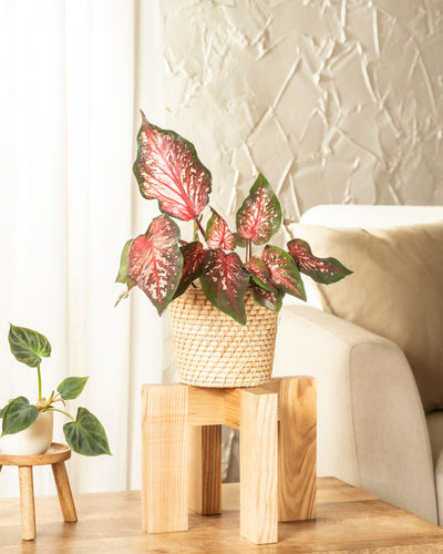 Eine Caladium „Desert Sunset“ im Topf mit rosa und grünen Blättern steht auf einem Holzständer in einem hellen Wohnzimmer, neben einem kleinen Tisch mit einer weiteren Pflanze. Im Hintergrund sind ein beiges Sofa und eine strukturierte Wand zu sehen.