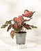 Eine Caladium „Desert Sunset“ im Topf mit herzförmigen Blättern in Grün, Rosa und Weiß steht auf einer weißen Fläche vor einem hellen Hintergrund.