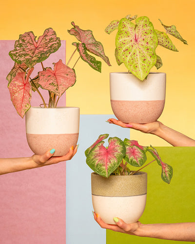 Caladium Trio in einem Keramiktopf von feey auf einer Hand