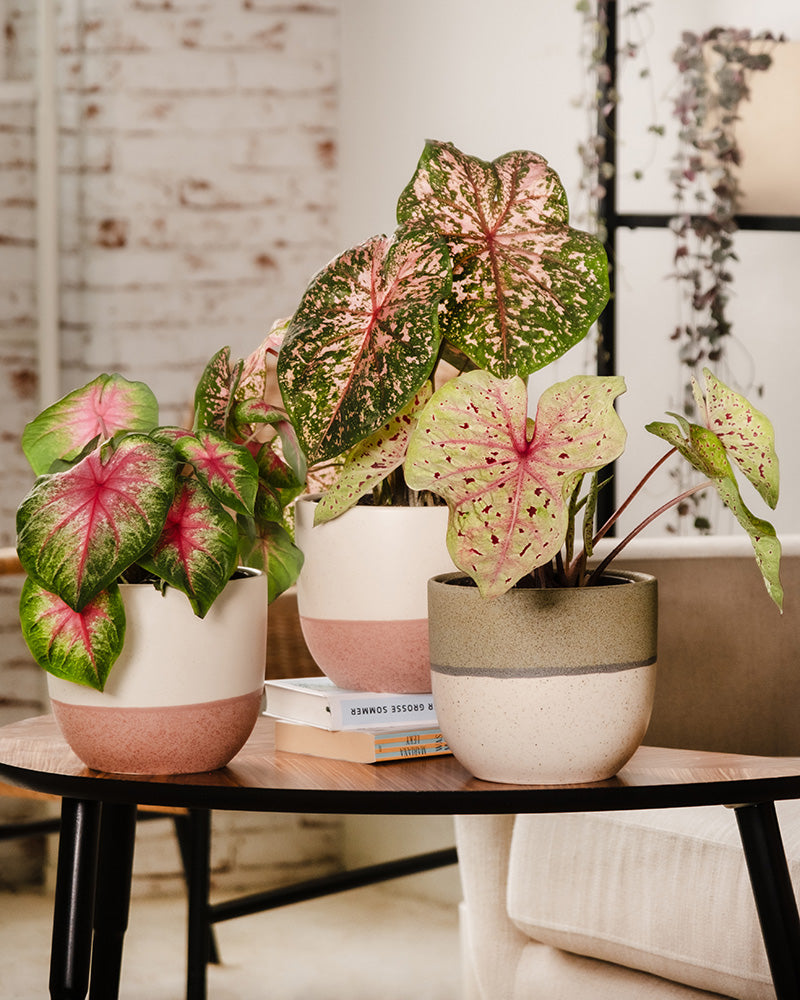 Caladium Trio auf einem Kaffeetisch im Wohnzimmer