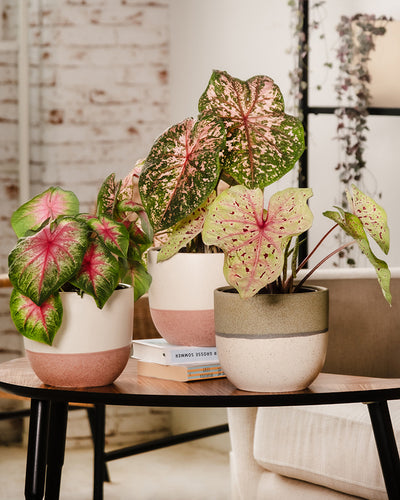 Caladium Trio auf einem Kaffeetisch im Wohnzimmer
