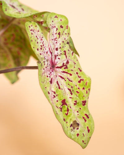 Nahaufnahme eines Caladium-Blattes mit rötlich-violetten Flecken und Adern auf hellbraunem Hintergrund. Das Caladium-Pflanzen-Set hat eine leicht längliche und gebogene Form mit einer sichtbaren Adernstruktur und einem kleinen Loch in der Nähe der Spitze.