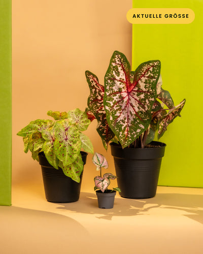 Das Caladium Pflanzen-Set besteht aus drei Topfpflanzen unterschiedlicher Größe auf hellbraunem Hintergrund. Das größte Caladium hat große, mehrfarbige Blätter mit rosa und weißen Mustern, das mittelgroße Buntblatt hat grüne Blätter mit rosa Flecken und das kleinste hat winzige Blätter mit ähnlichen rosa und grünen Markierungen.
