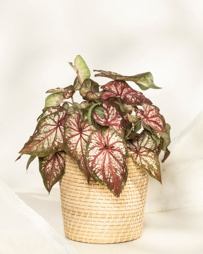 Caladium bicolor