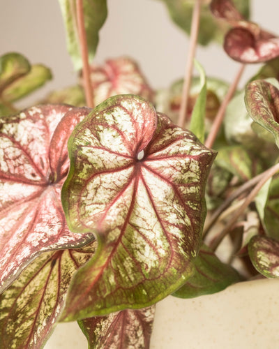 Caladium bicolor