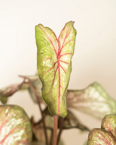 Caladium bicolor