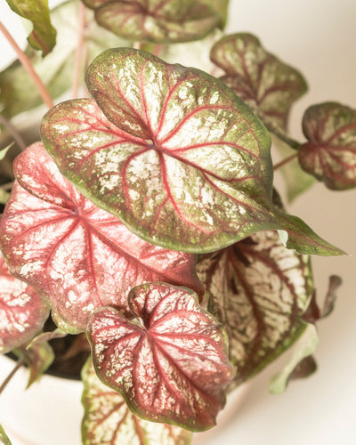 Caladium bicolor