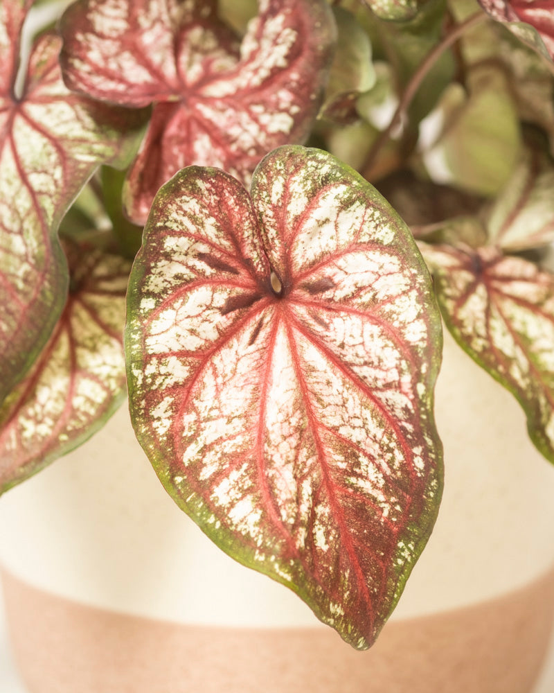 Caladium bicolor