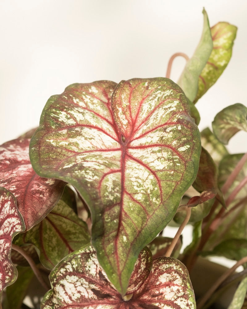 Caladium bicolor