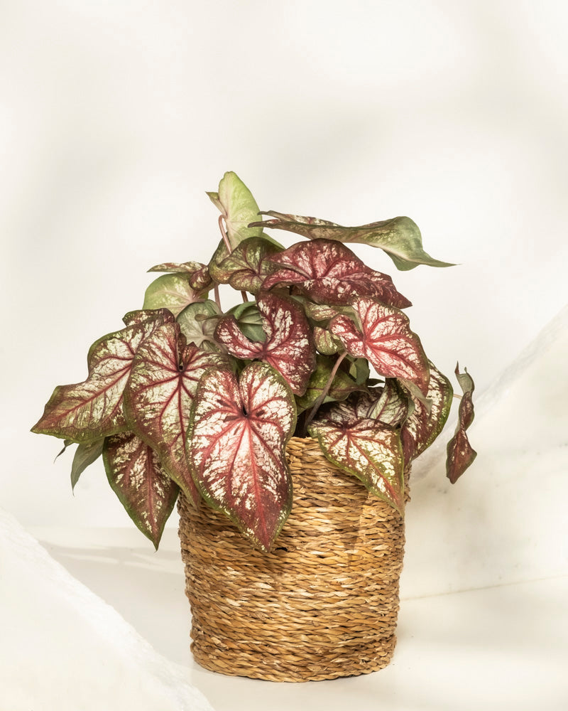 Caladium bicolor