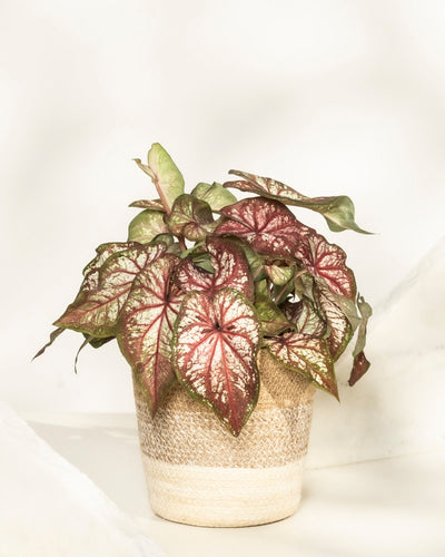 Caladium bicolor