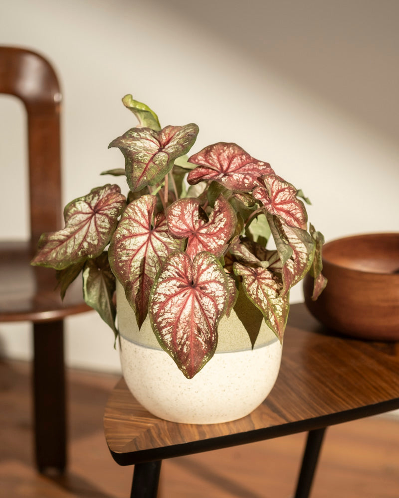 Caladium bicolor